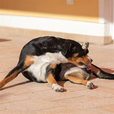 leckekzem hund behandlung